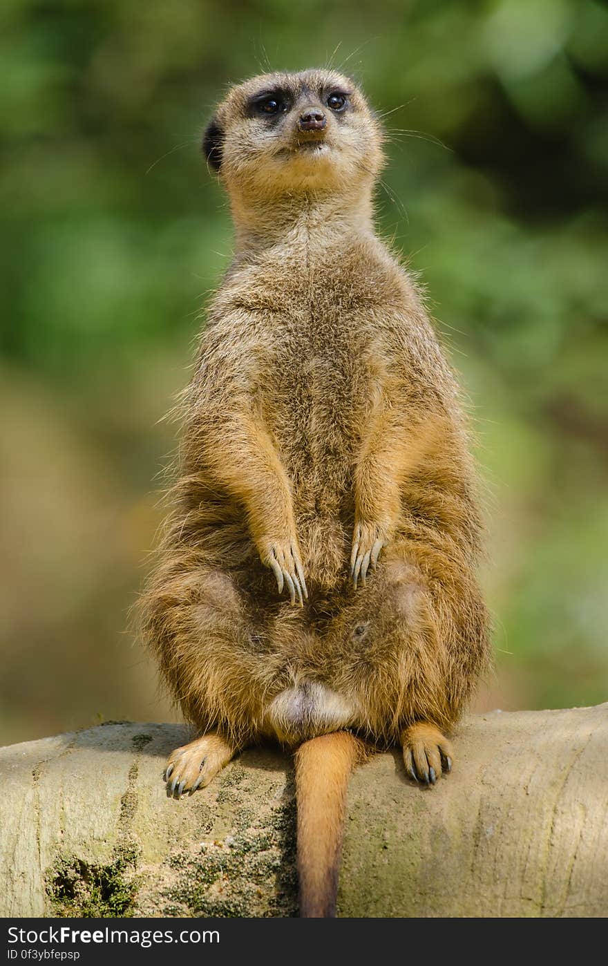 Meerkat