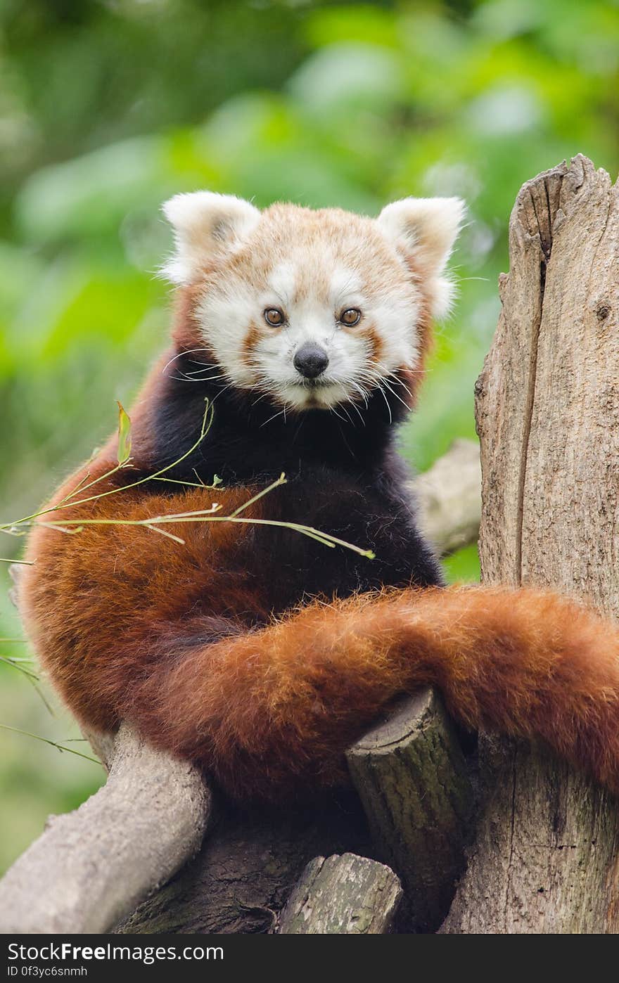 Red Panda