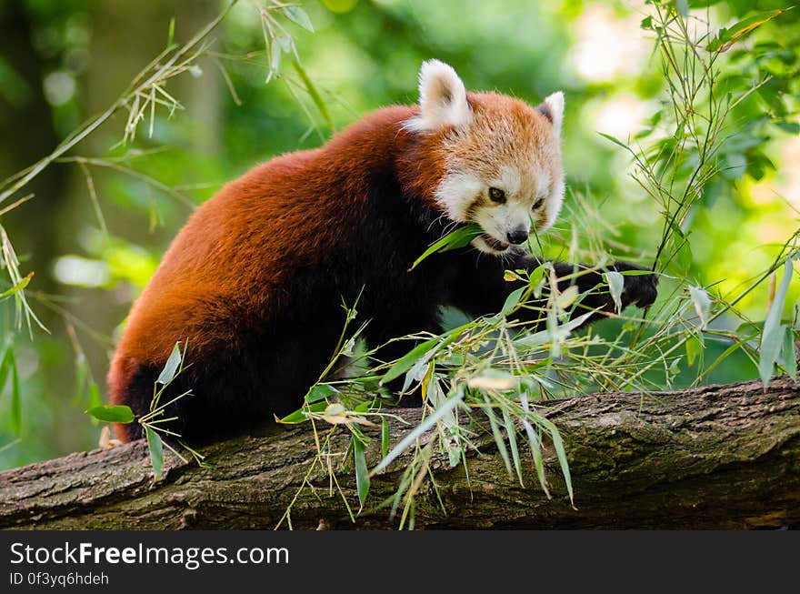 Red Panda