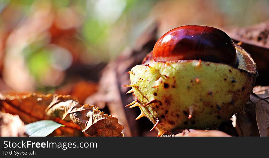 Red and White Round Thorny Fruit on Brown Dry Leaf