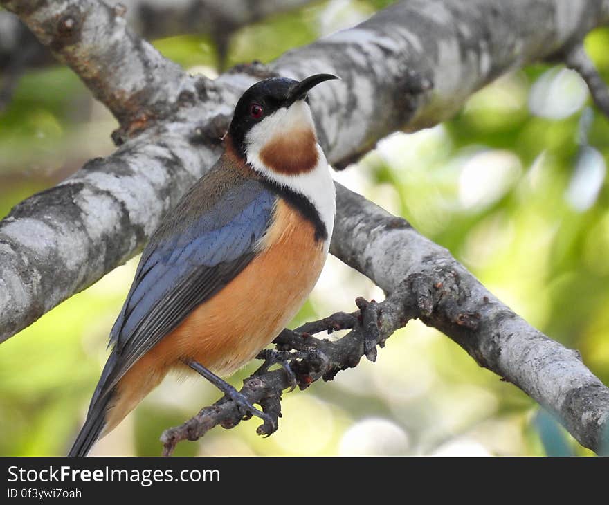 Eastern spinebill