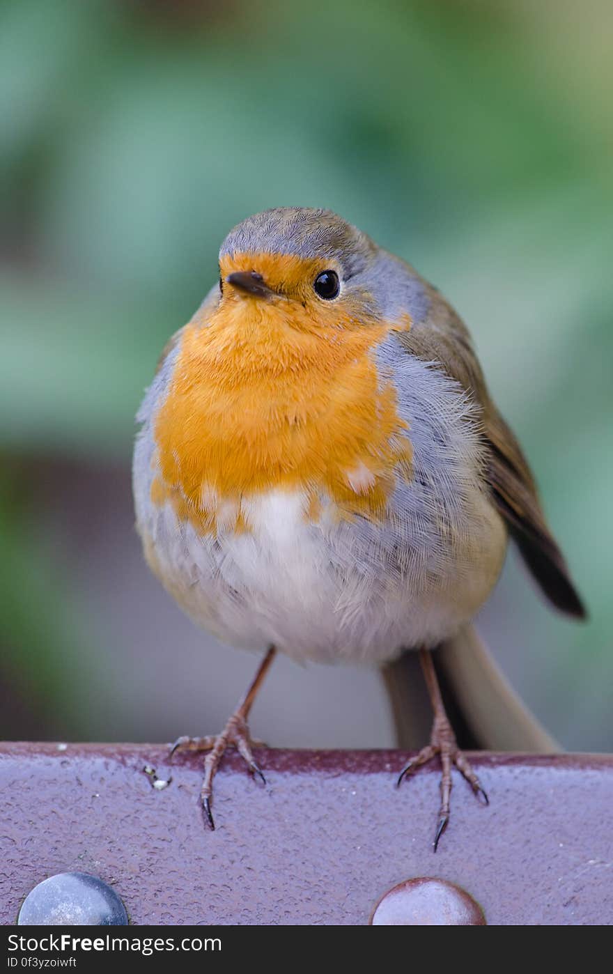 Bravest Robin