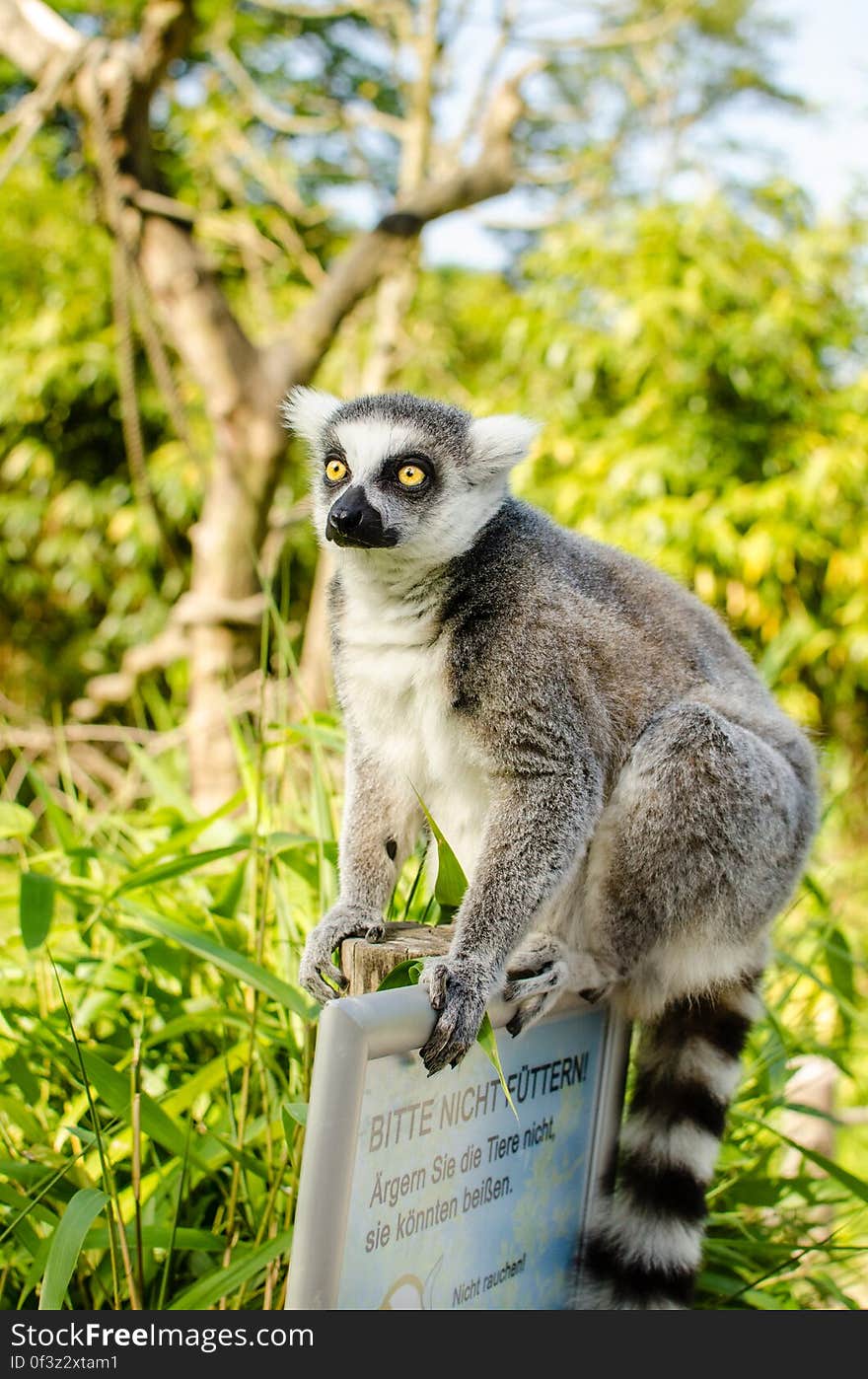 Ring-Tailed Lemur