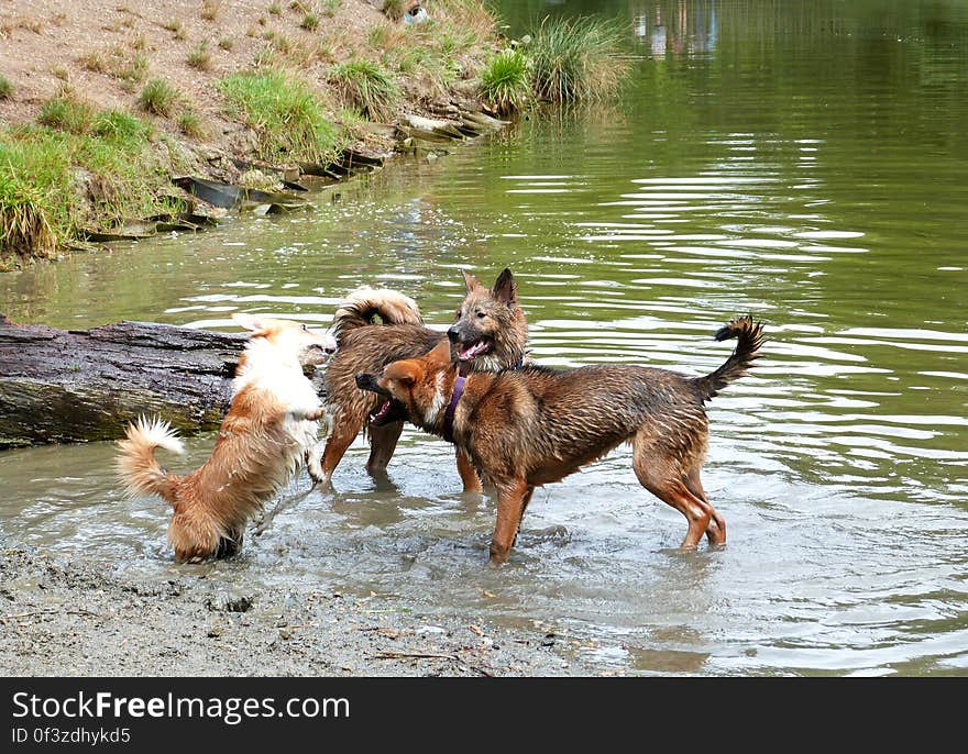 Took sun to the lake again. We met up with her 3 crazy friends Swai, Bodi and Shanti. We also made some new friends!. Took sun to the lake again. We met up with her 3 crazy friends Swai, Bodi and Shanti. We also made some new friends!