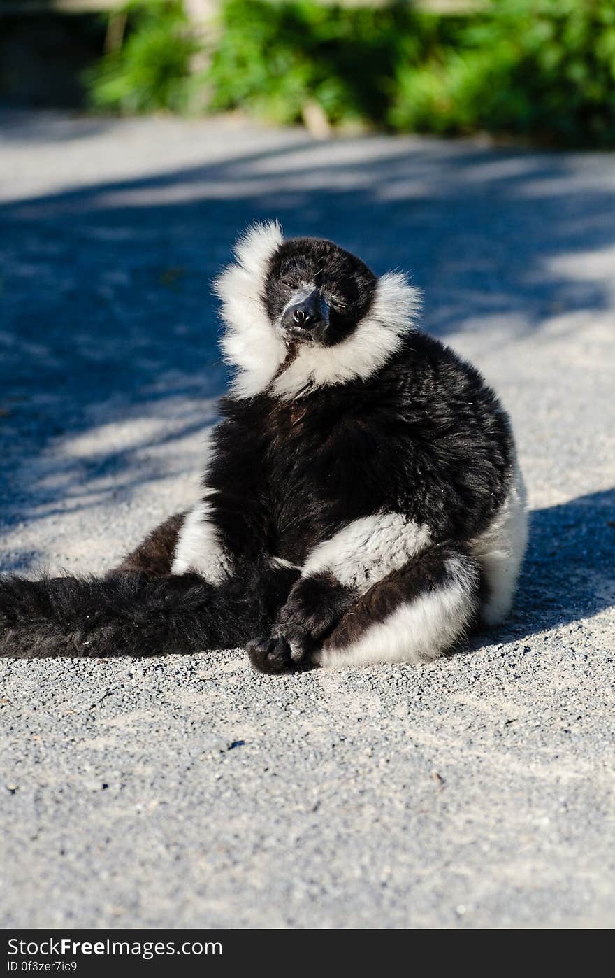 Black-and-white Ruffed Lemur