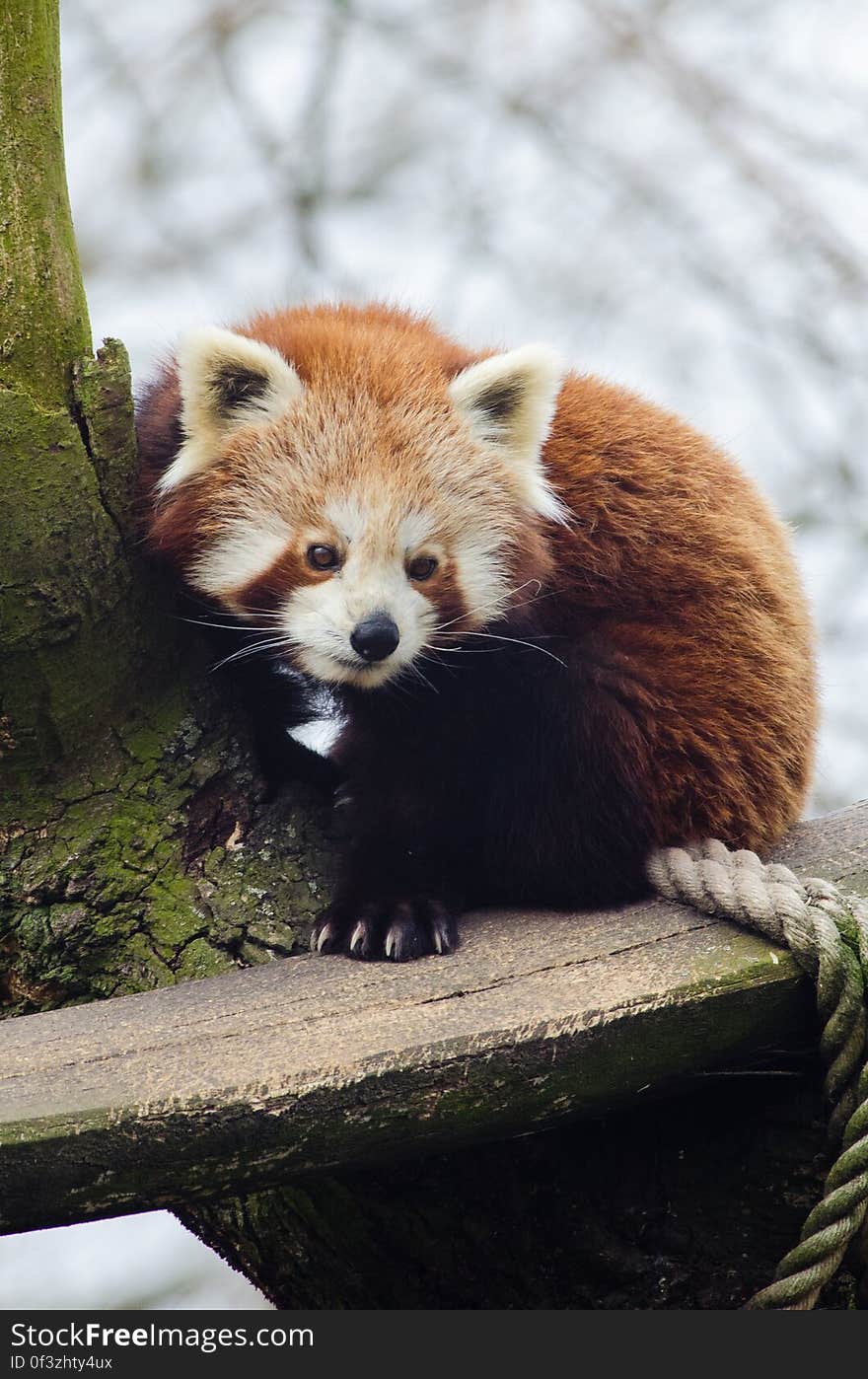 Red Panda