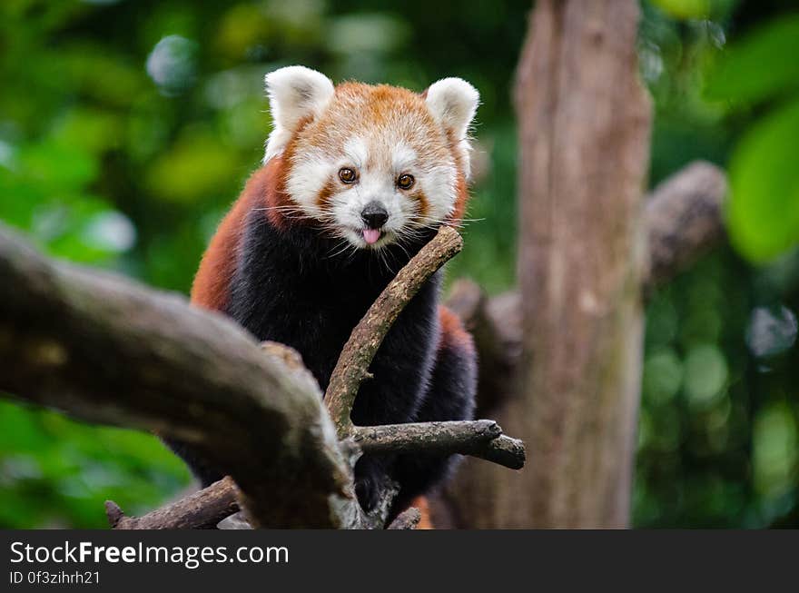 Red Panda