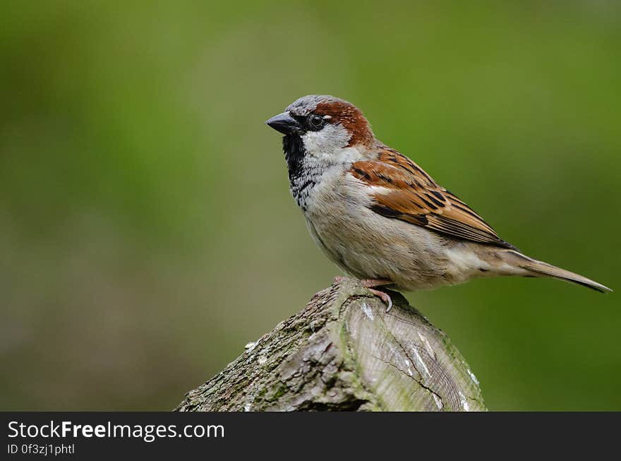 House Sparrow