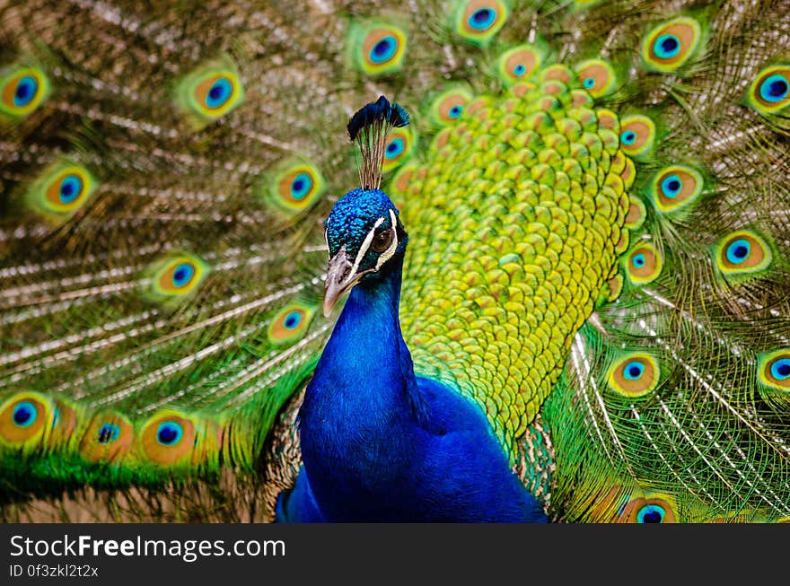 Peacock