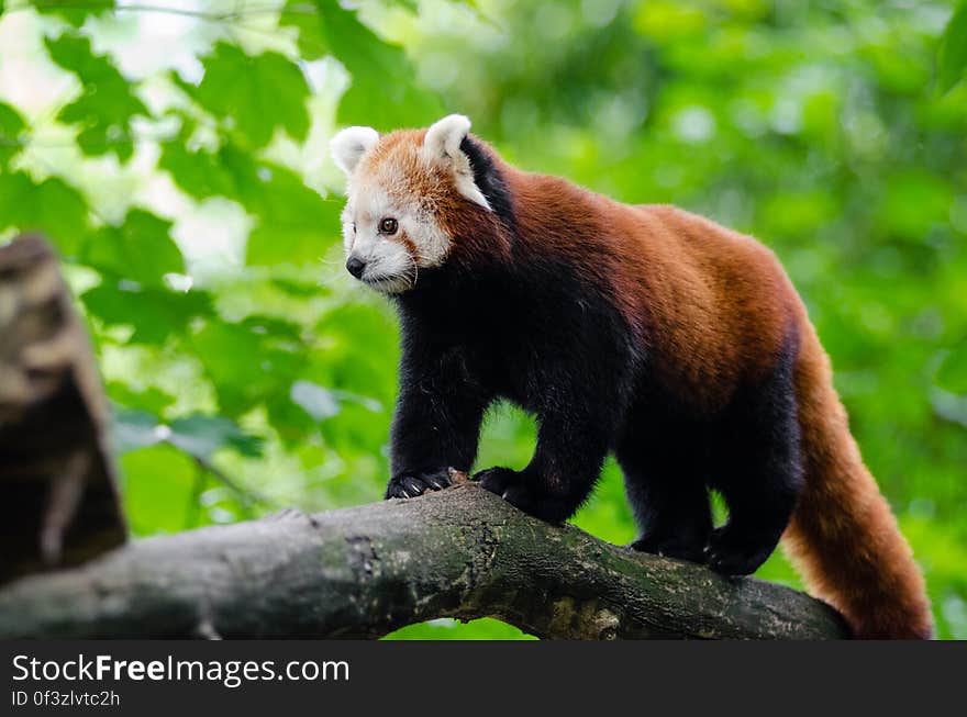 Red Panda