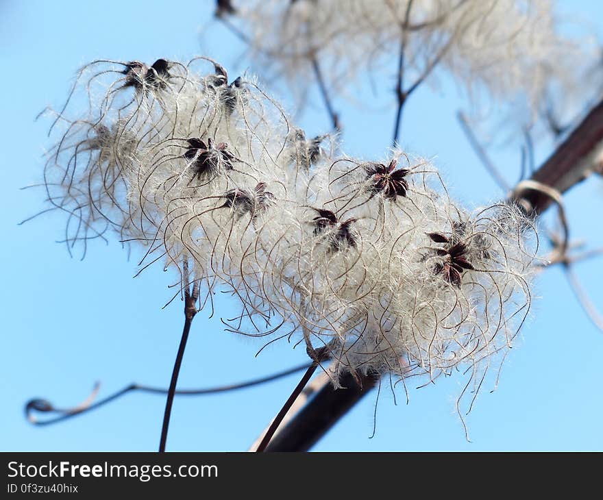 White Shred Petal Flower Under Brights during Daytime