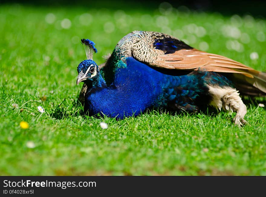 Peacock