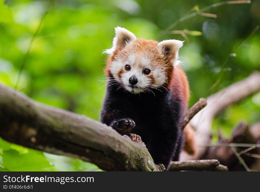 Red Panda