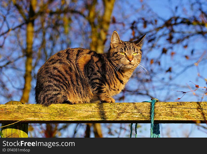 Low Angle View of Cat