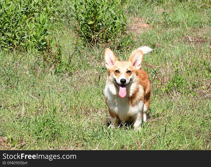 Sun always has the time of her life when we go hiking in nature. Sun always has the time of her life when we go hiking in nature.