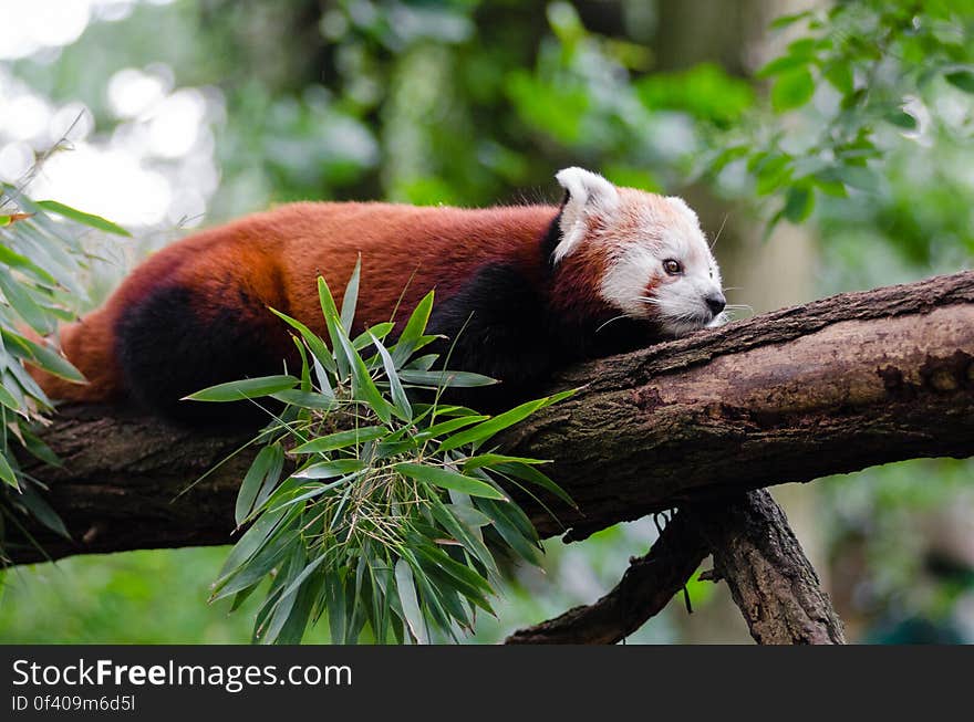 Red Panda