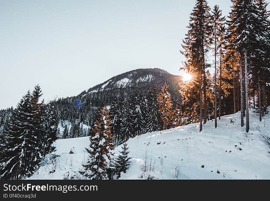 Snow Covered Trees Against Sky