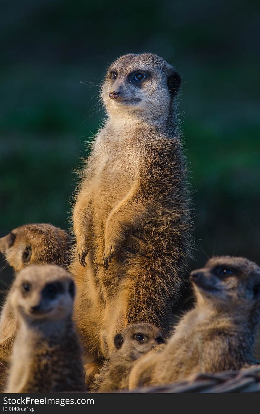 Meerkat