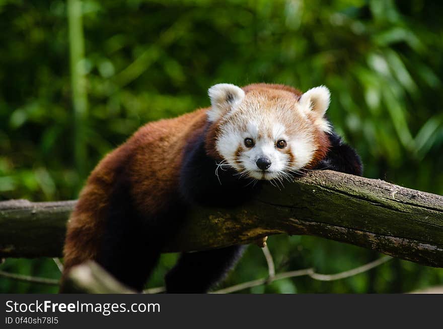 Red Panda