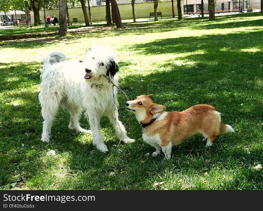 My dog Sun and her big friend Mali know that sharing is caring!. My dog Sun and her big friend Mali know that sharing is caring!