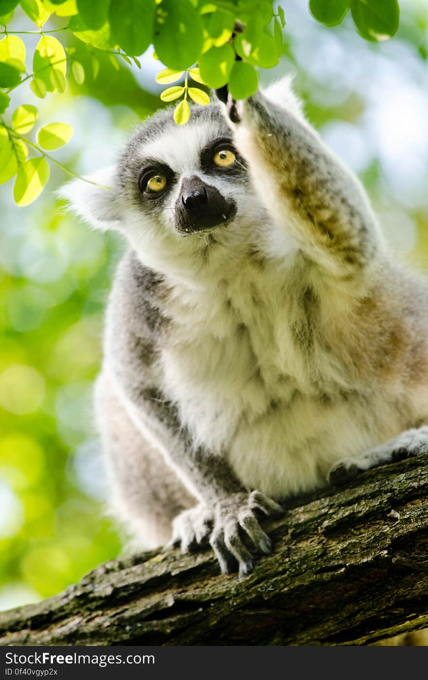 Ring-Tailed Lemur