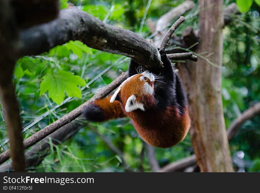 Red Panda