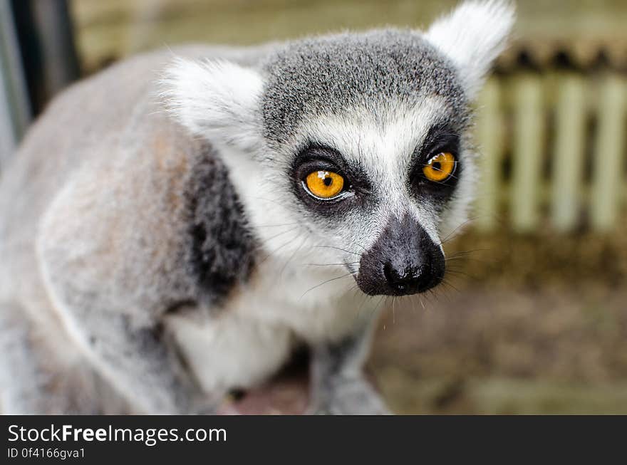 Ring-Tailed Lemur