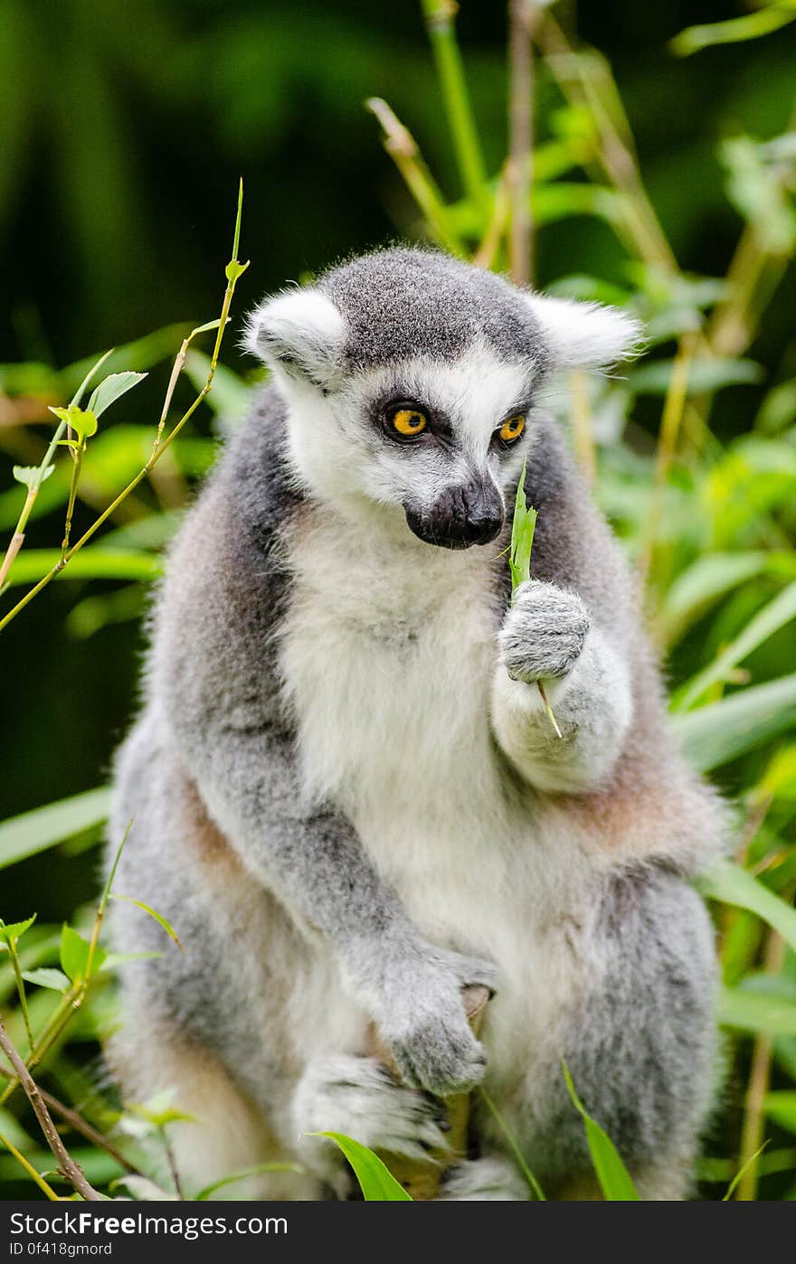 Ring-Tailed Lemur