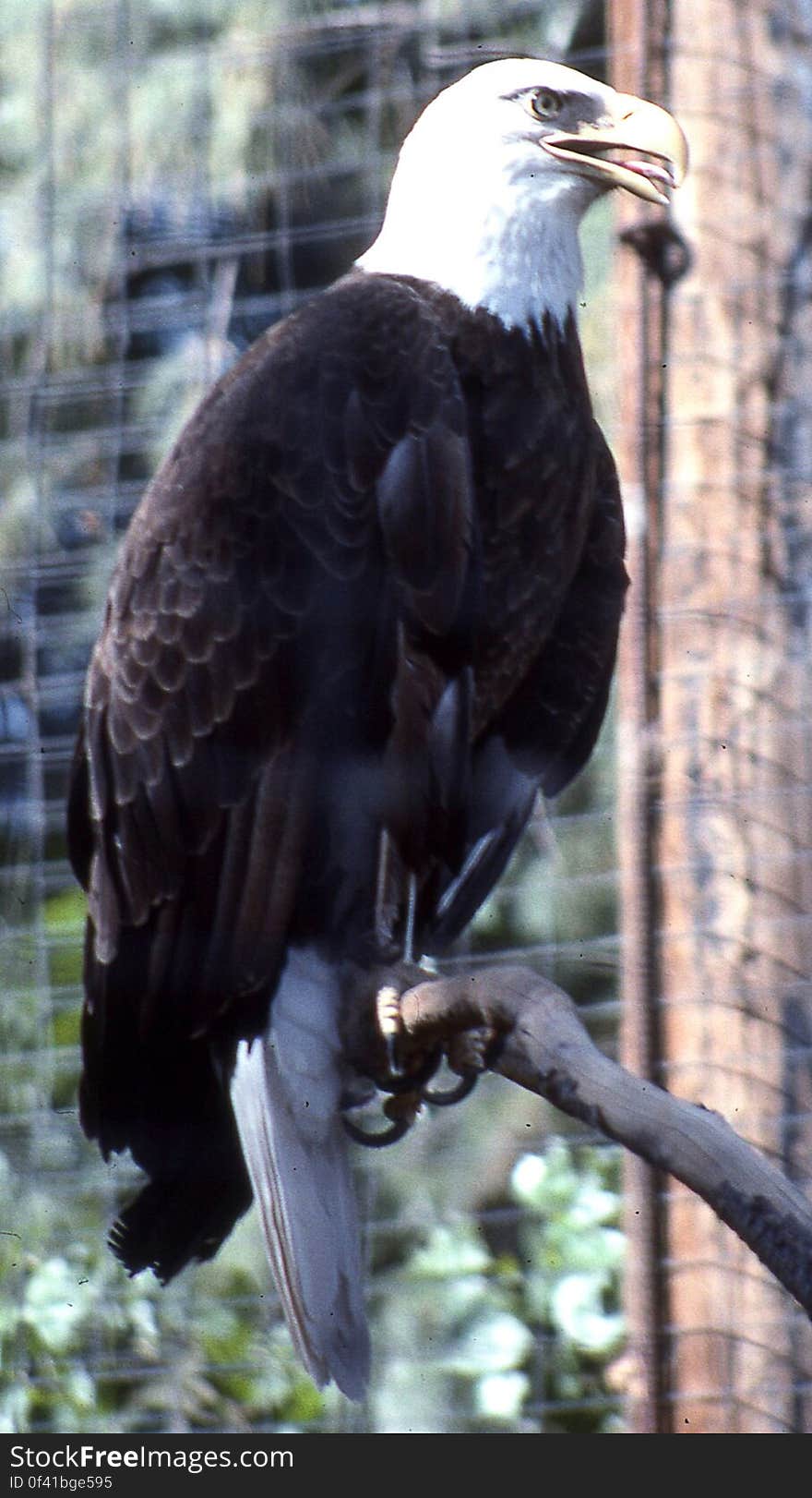 bald eagle