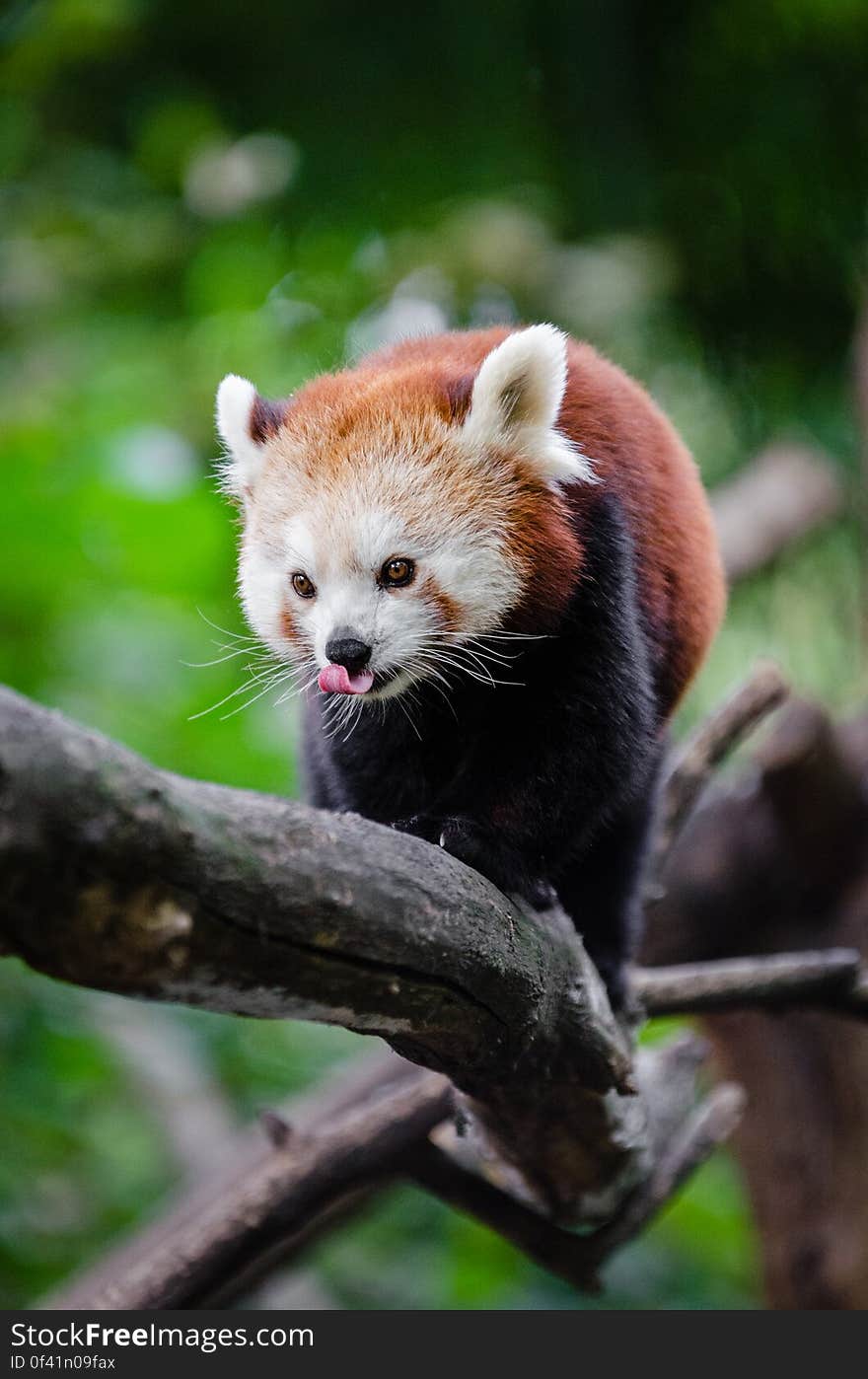 Red Panda