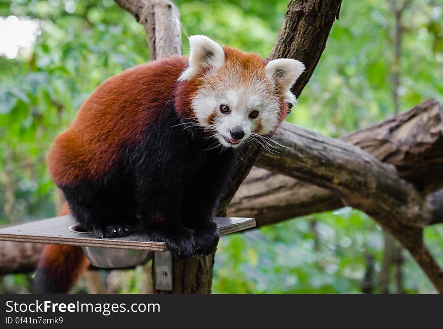 Red Panda