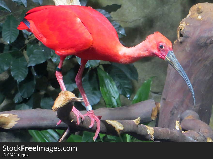 scarlet ibis