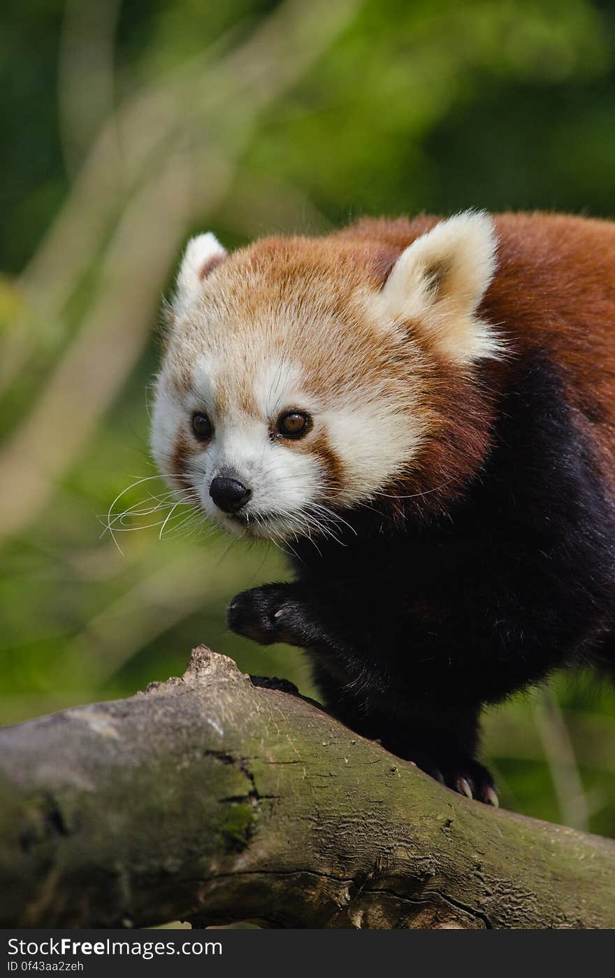 Red Panda