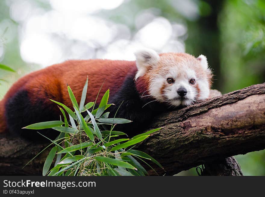 Red Panda