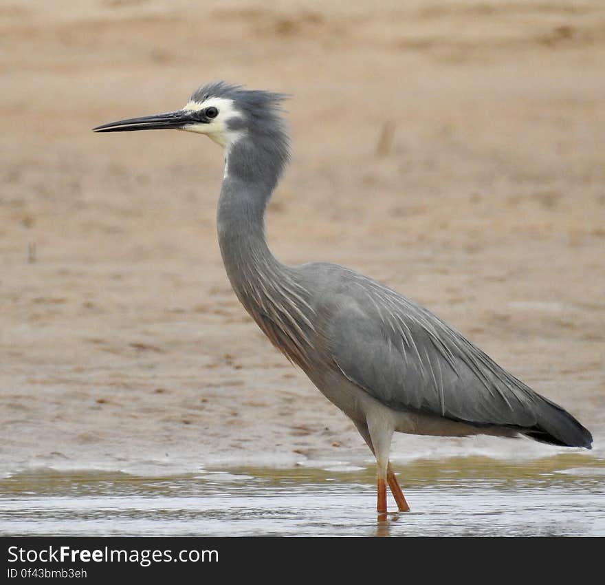 White-faced heron