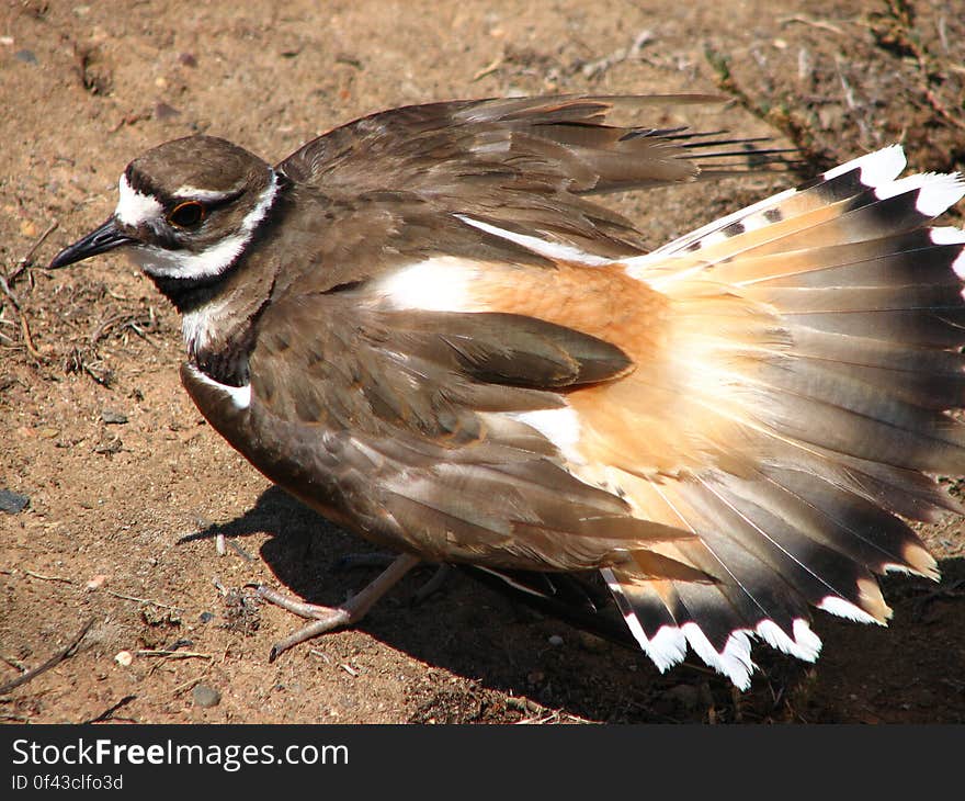 kildeer protecting its eggs