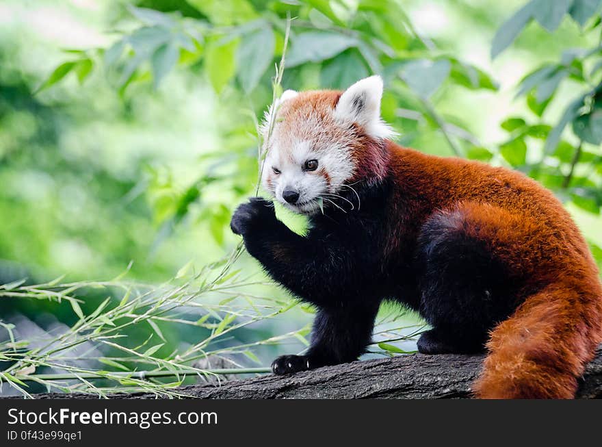 Brown and White Bear on Tree Branch during Daytime