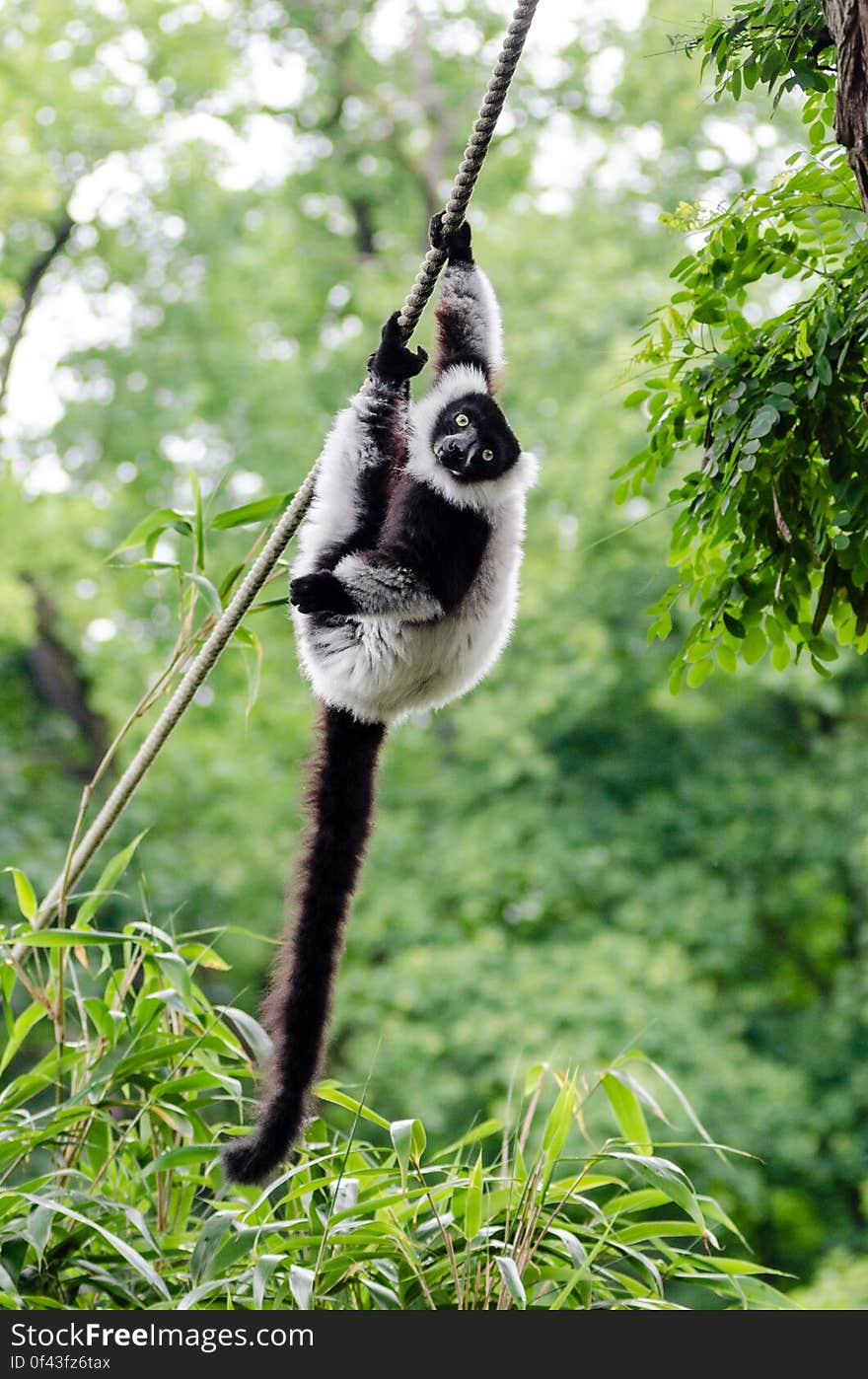 Black-and-white Ruffed Lemur