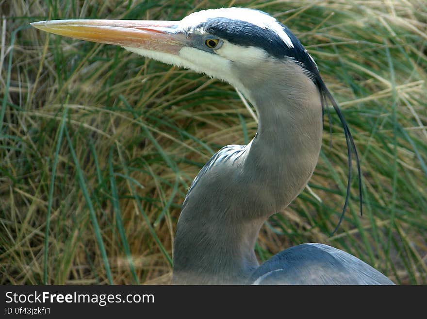 great blue heron closeup