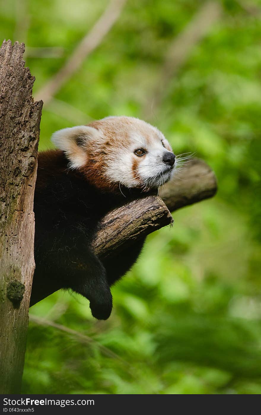 Red Panda