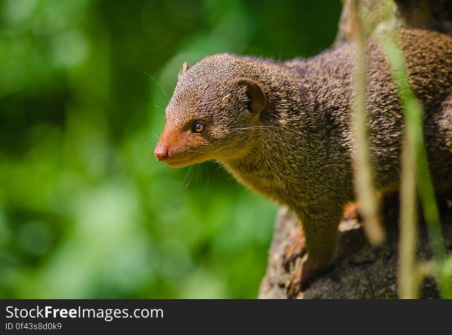 Common dwarf mongoose