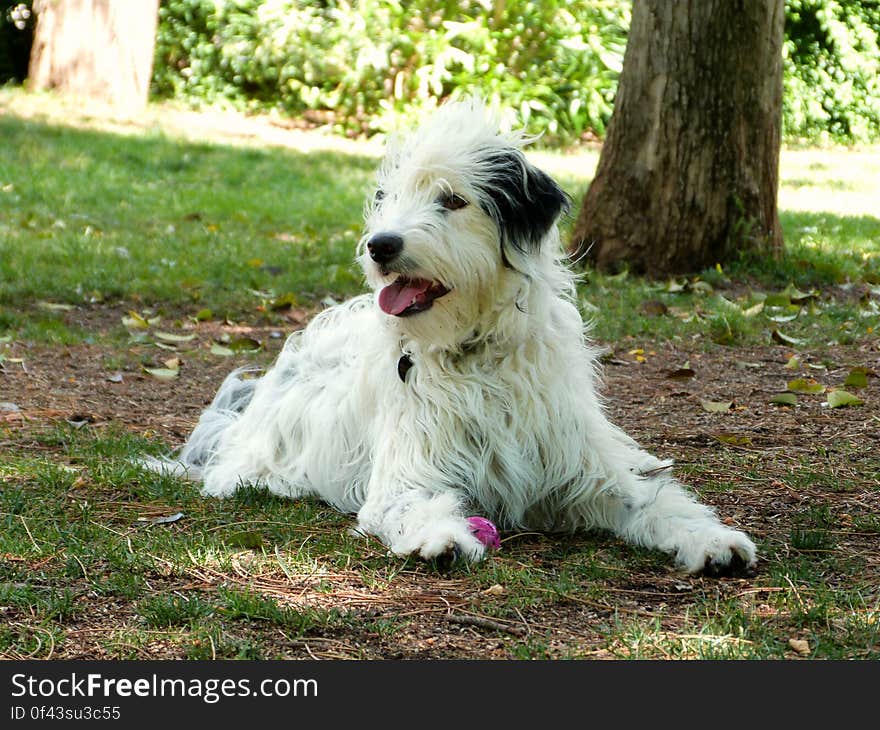 A cute Border Collie/Pointer mix met at the dogpark. A cute Border Collie/Pointer mix met at the dogpark.