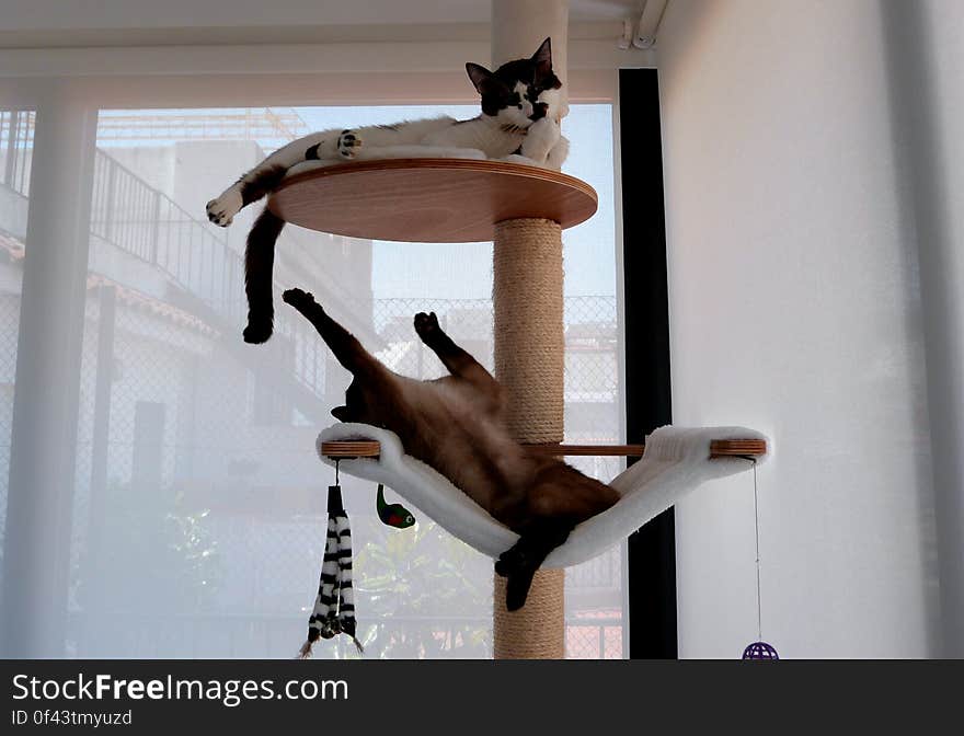 Schrödinger &#x28;bottom&#x29; is always trying to get into trouble and do something. My new foster cat &#x28;top&#x29; on the other hand is so chill. Schrödinger &#x28;bottom&#x29; is always trying to get into trouble and do something. My new foster cat &#x28;top&#x29; on the other hand is so chill.