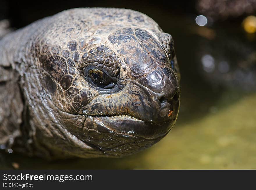 Giant Tortoise