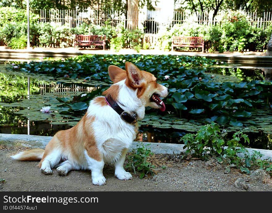 Lately we have been going to the park that&#x27;s a little further away from home but has a huge pond and great shade. Worth the extra walking!. Lately we have been going to the park that&#x27;s a little further away from home but has a huge pond and great shade. Worth the extra walking!