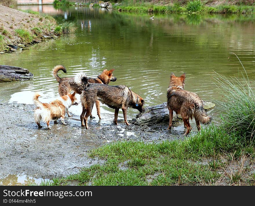 Took sun to the lake again. We met up with her 3 crazy friends Swai, Bodi and Shanti. We also made some new friends!. Took sun to the lake again. We met up with her 3 crazy friends Swai, Bodi and Shanti. We also made some new friends!