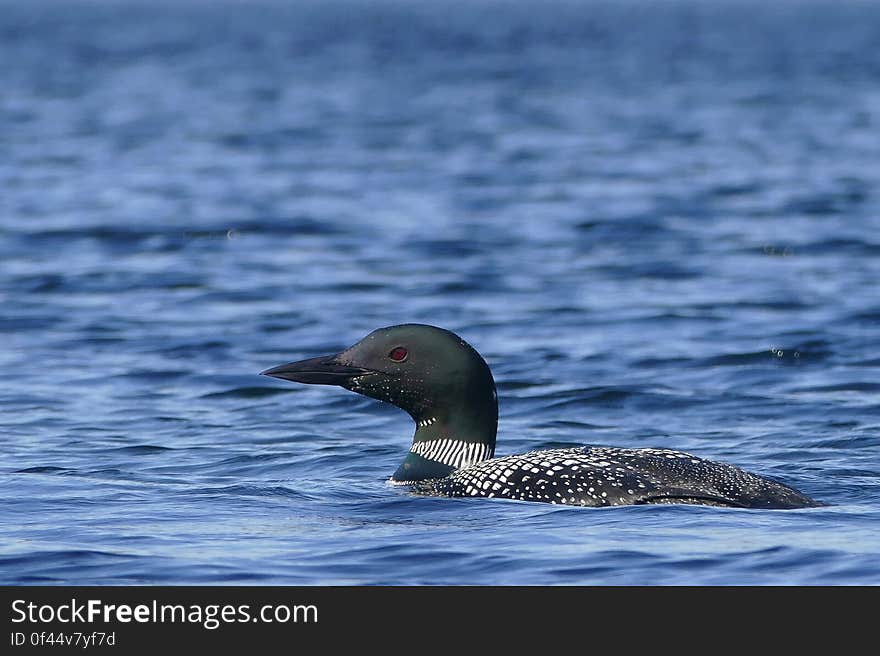 Swimming Loon at Baxter State Park in Maine, USA