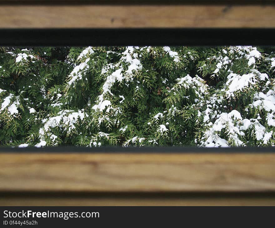 Snow on branches of pine trees viewed through a gap in a wooden fence.