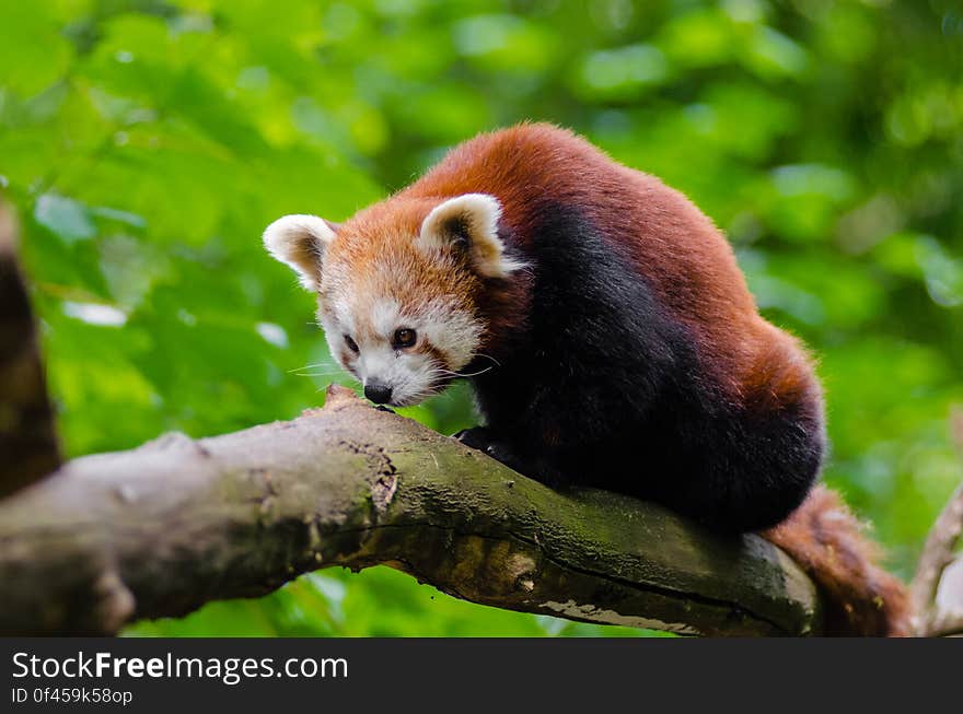 Red Panda