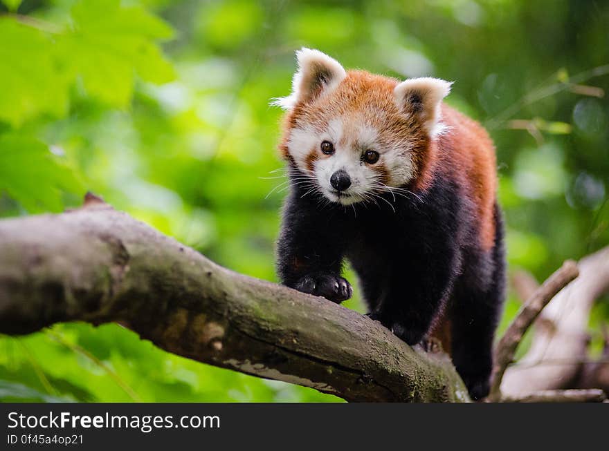 Red Panda